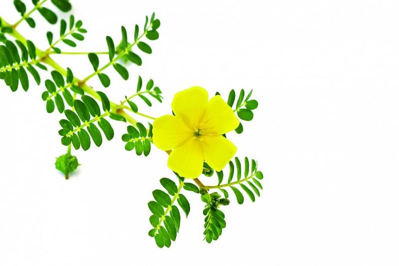 tribulus in Insuvit-capsules